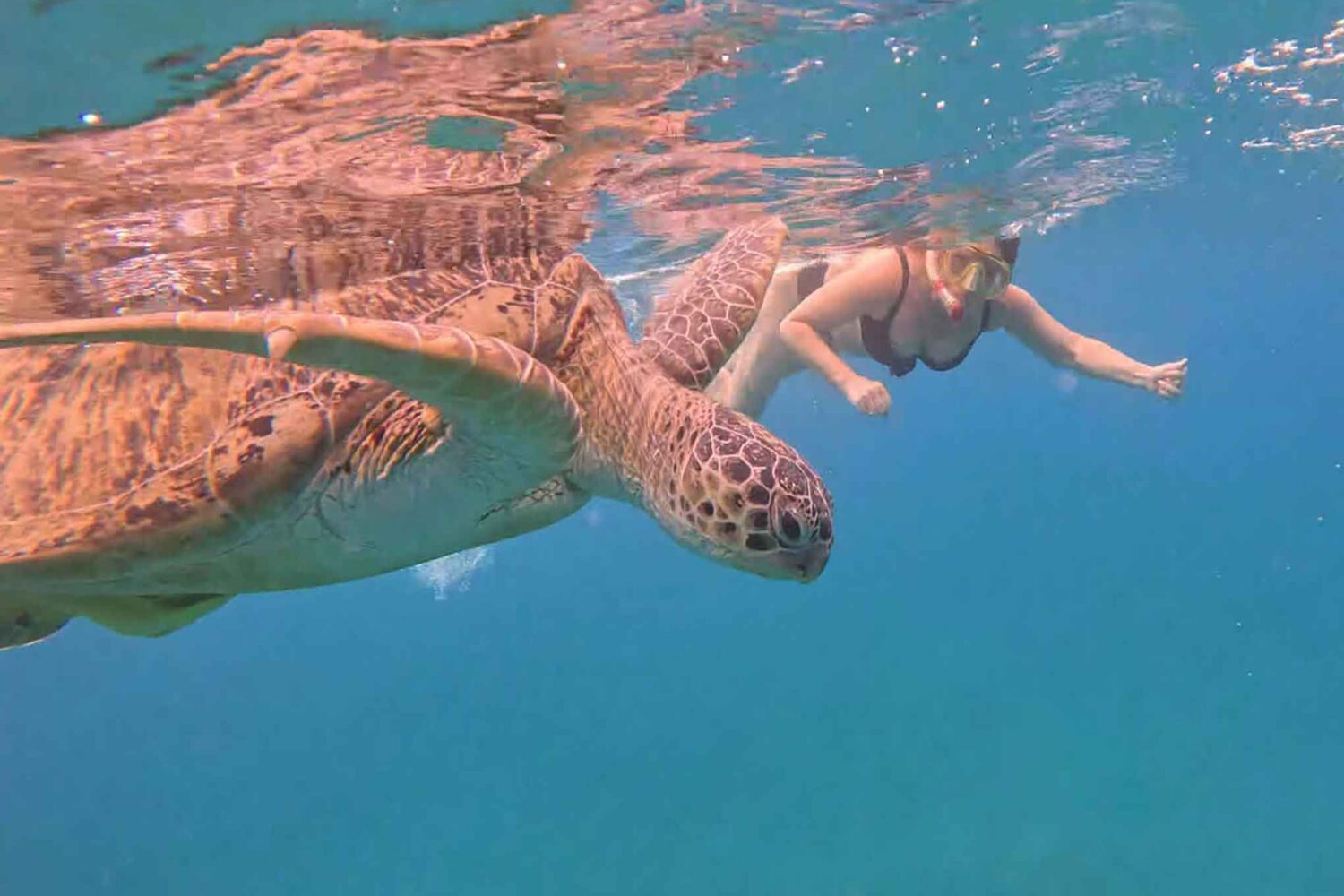 Abu Dabab Schildkröten Tour – Schnorcheln mit Meeresschildkröten (Kleine deutsche Gruppe)