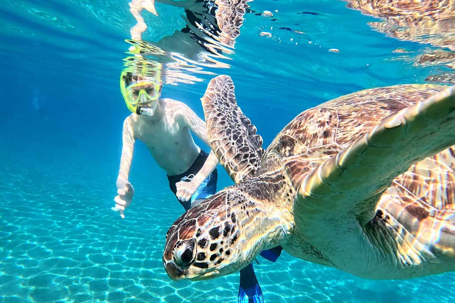 Abu Dabab Schildkröten Tour – Schnorcheln mit Meeresschildkröten (Kleine deutsche Gruppe)