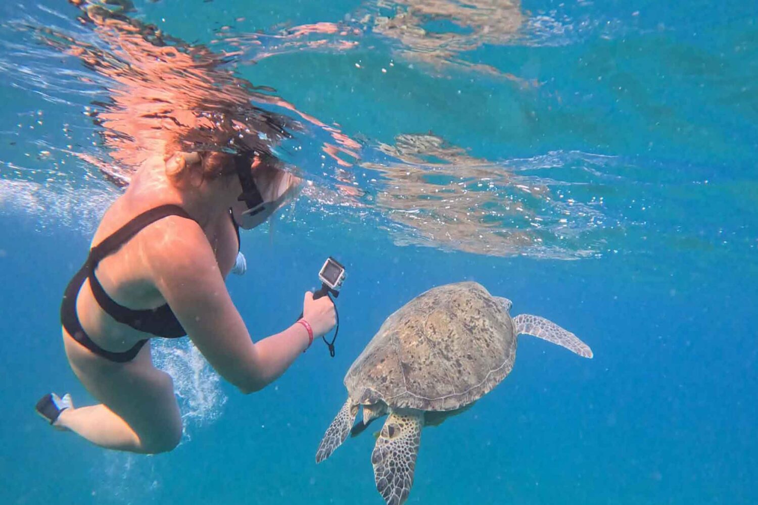 Abu Dabab Schildkröten Tour – Schnorcheln mit Meeresschildkröten (Kleine deutsche Gruppe)