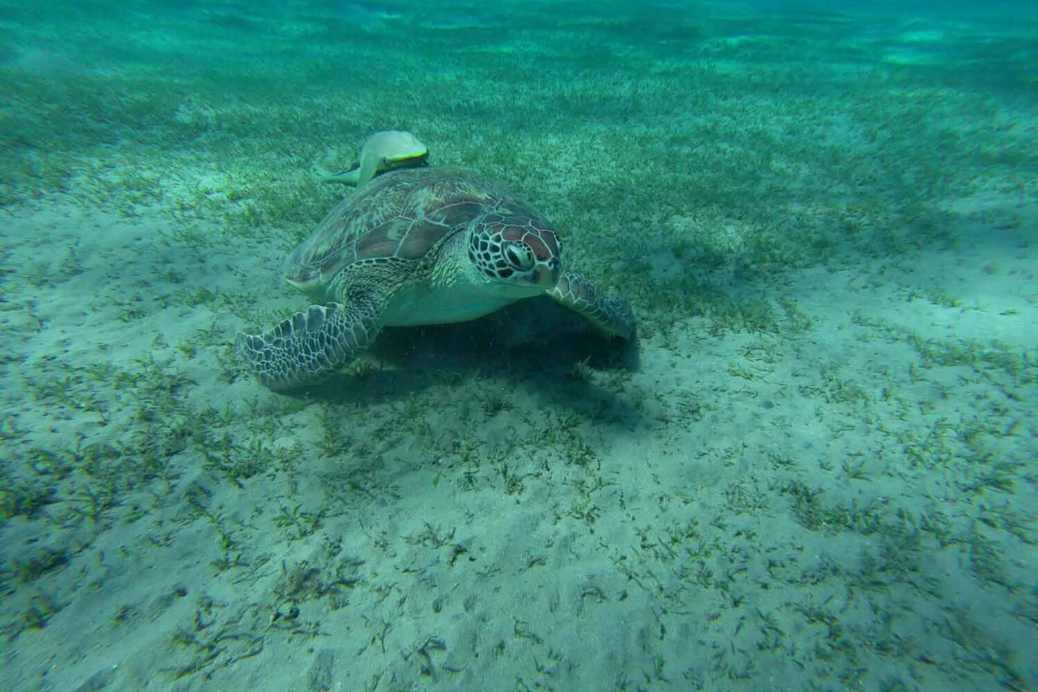 Abu Dabab Schildkröten Tour – Schnorcheln mit Meeresschildkröten (Kleine deutsche Gruppe)