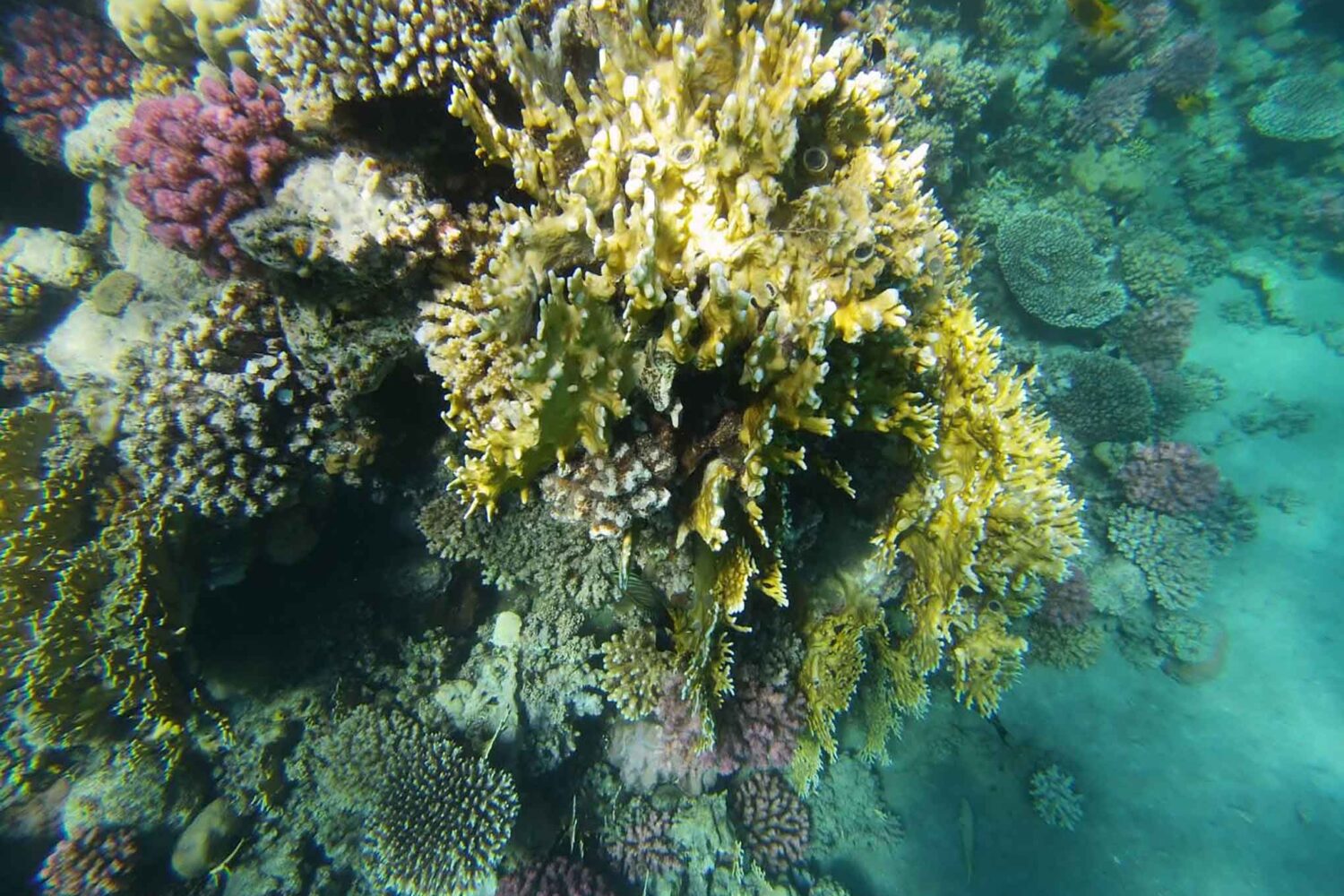 Abu Dabab Schildkröten Tour – Schnorcheln mit Meeresschildkröten (Kleine deutsche Gruppe)