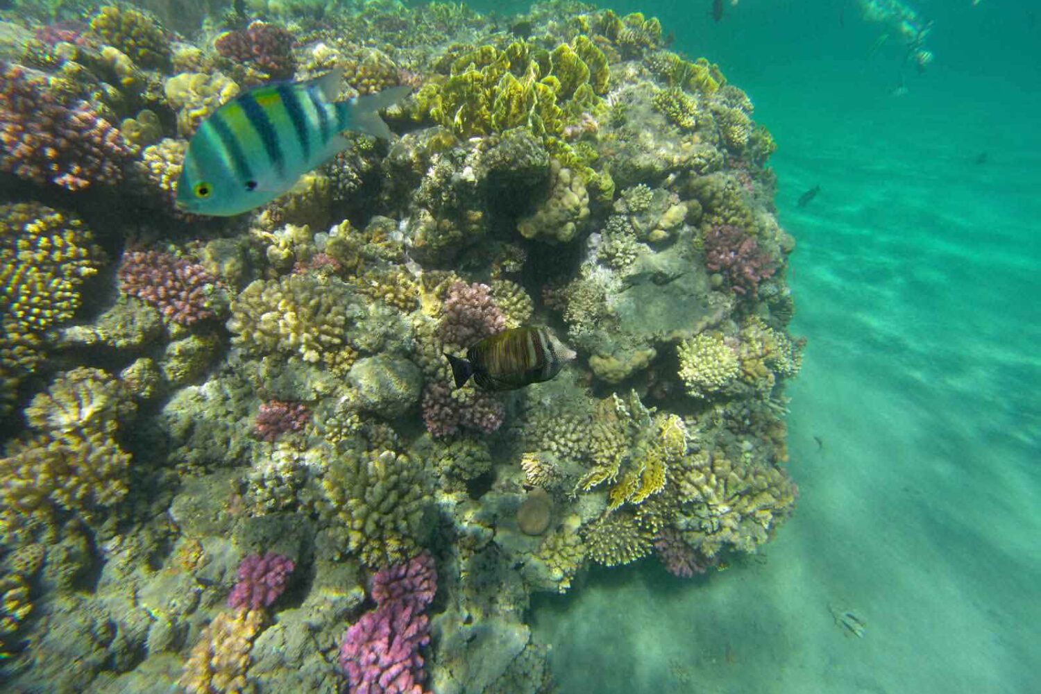 Abu Dabab Schildkröten Tour – Schnorcheln mit Meeresschildkröten (Kleine deutsche Gruppe)