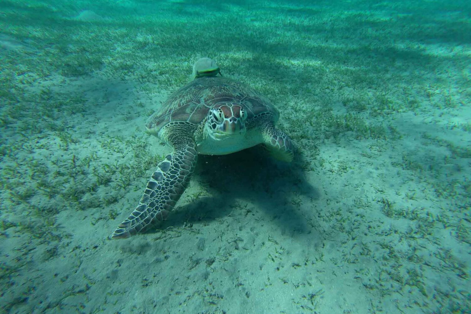 Abu Dabab Schildkröten Tour – Schnorcheln mit Meeresschildkröten (Kleine deutsche Gruppe)
