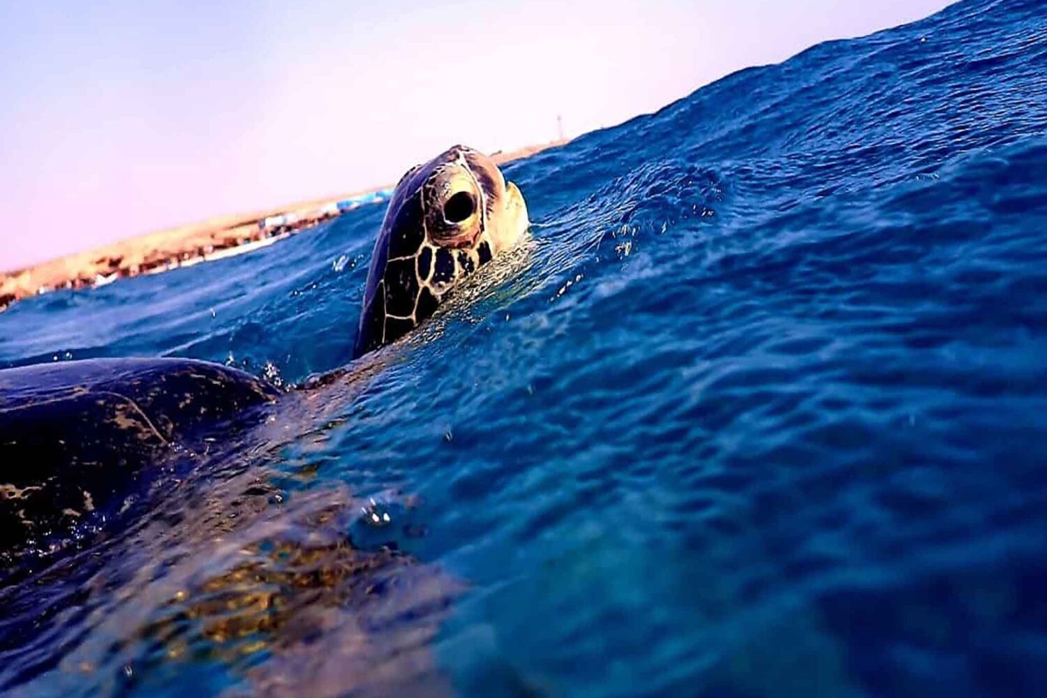 Abu Dabab Schildkröten Tour – Schnorcheln mit Meeresschildkröten (Kleine deutsche Gruppe)