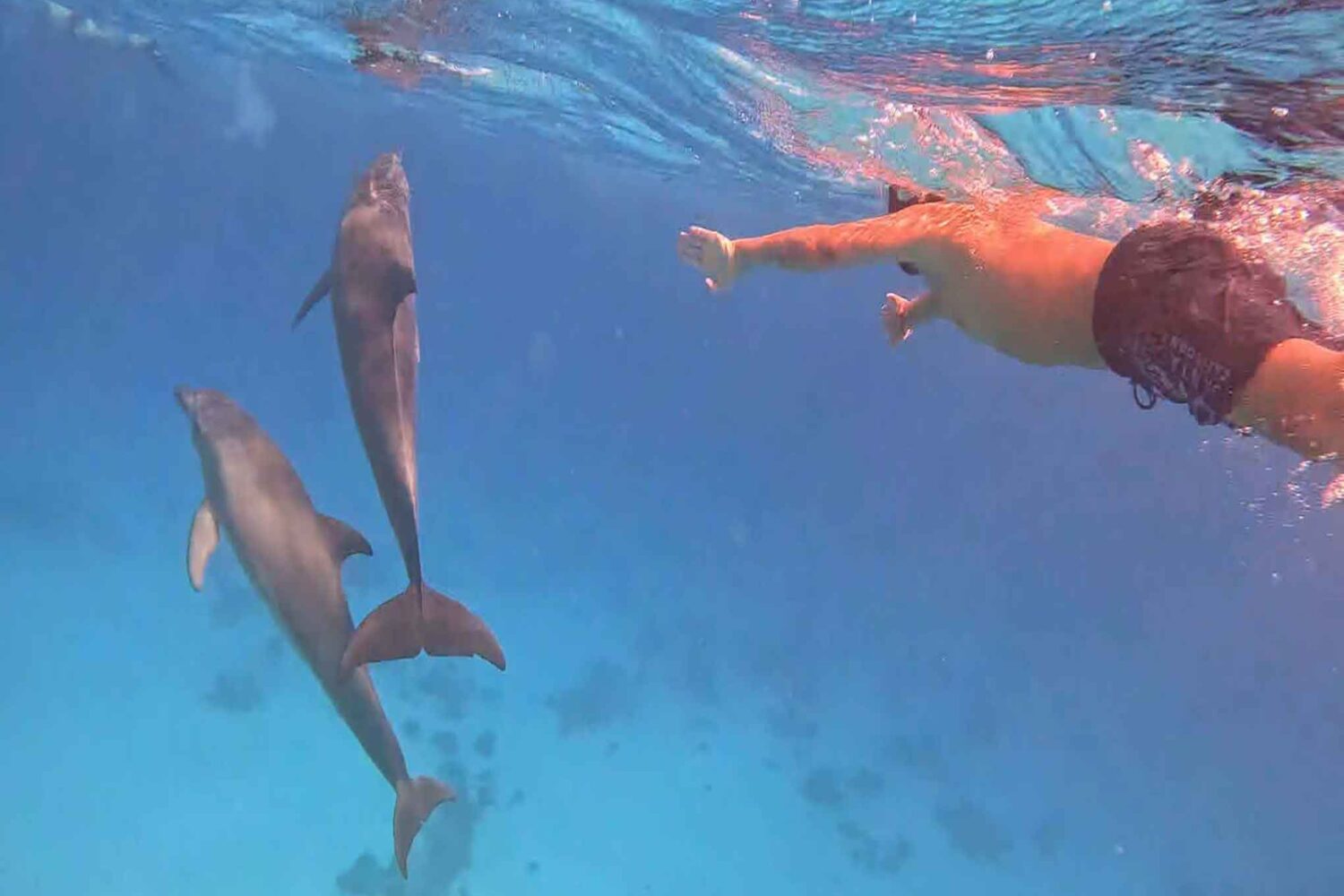 Delfin Tour Norden – Schnorcheln mit Delfinen in kleiner deutscher Gruppe