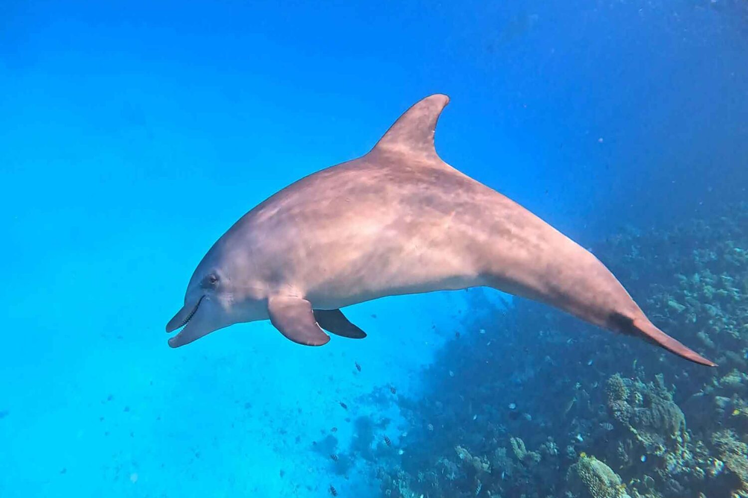 Delfin Tour Norden – Schnorcheln mit Delfinen in kleiner deutscher Gruppe