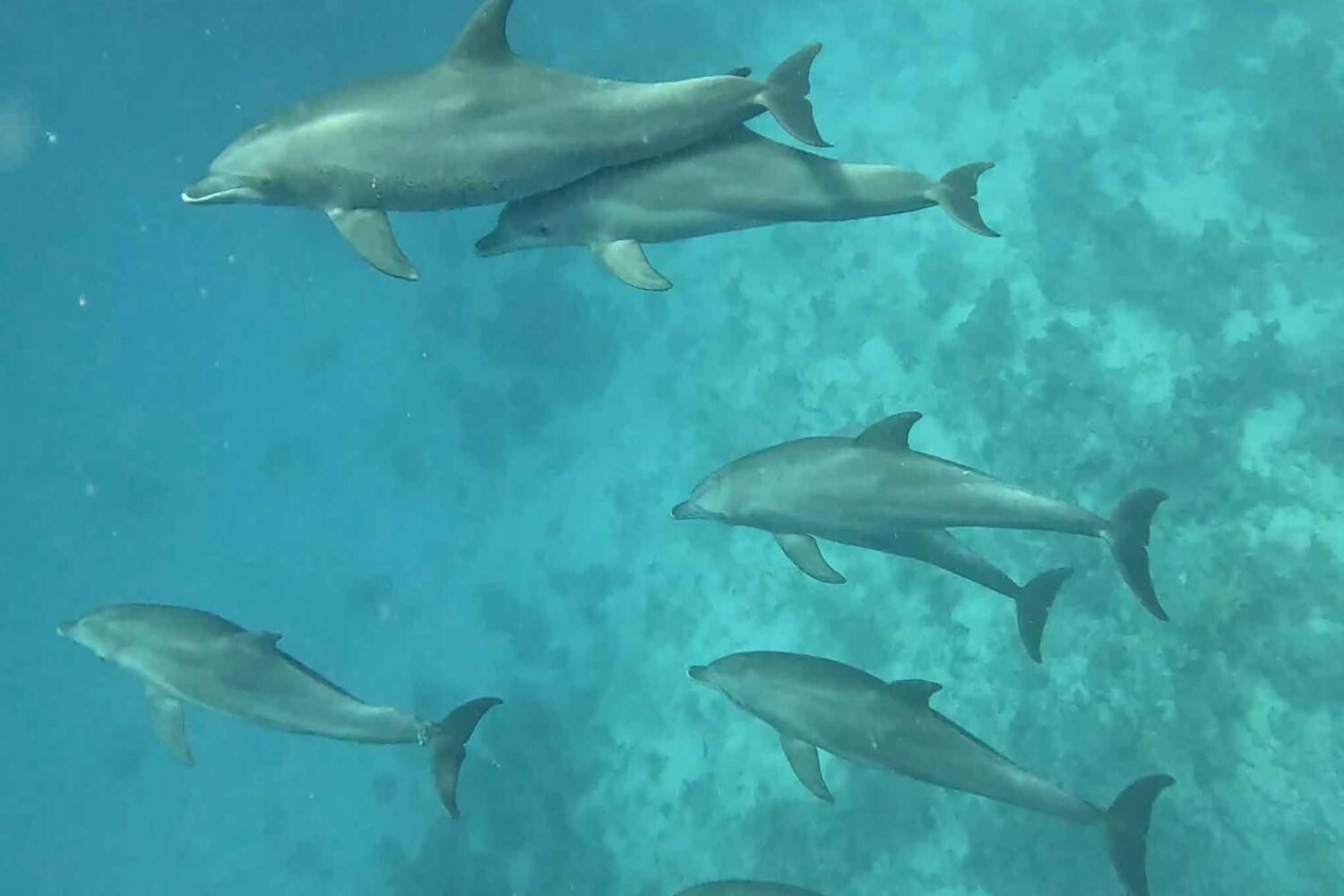 Delfin Tour Norden – Schnorcheln mit Delfinen in kleiner deutscher Gruppe