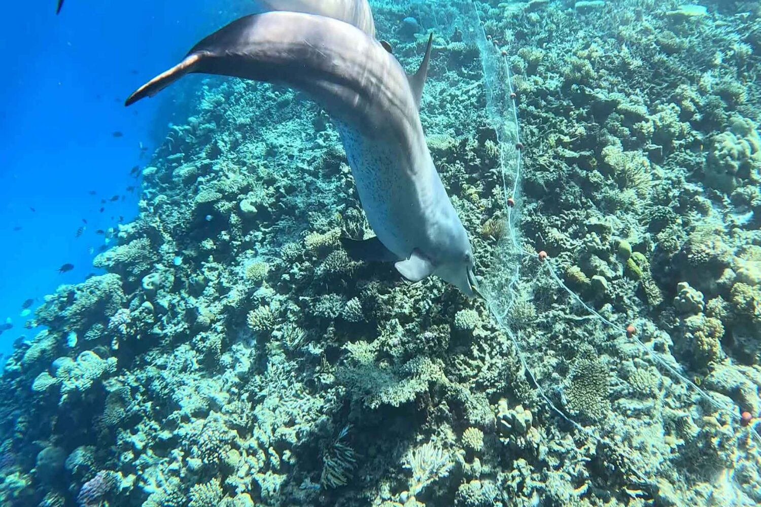 Delfin Tour Norden – Schnorcheln mit Delfinen in kleiner deutscher Gruppe