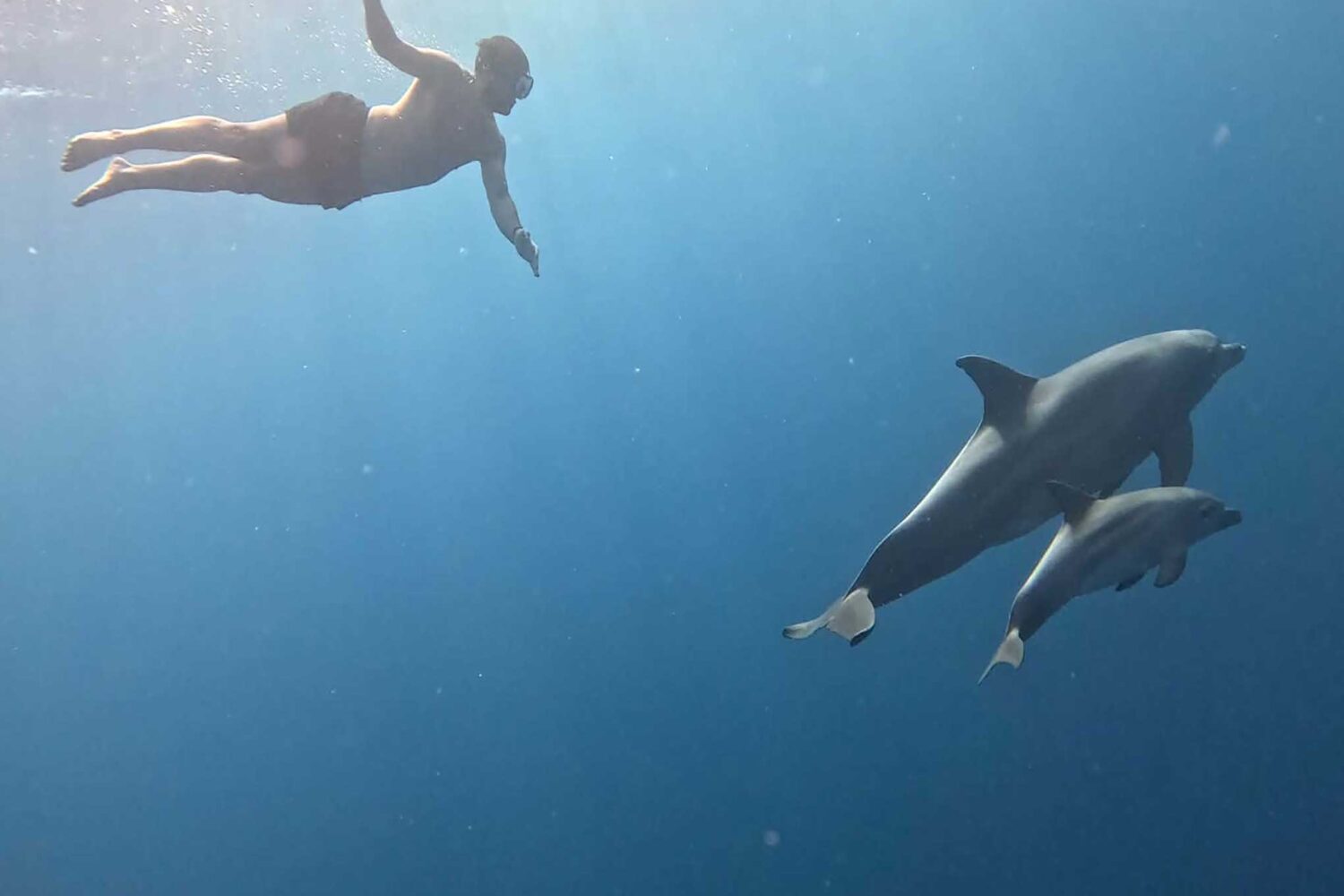 Delfin Tour Norden – Schnorcheln mit Delfinen in kleiner deutscher Gruppe