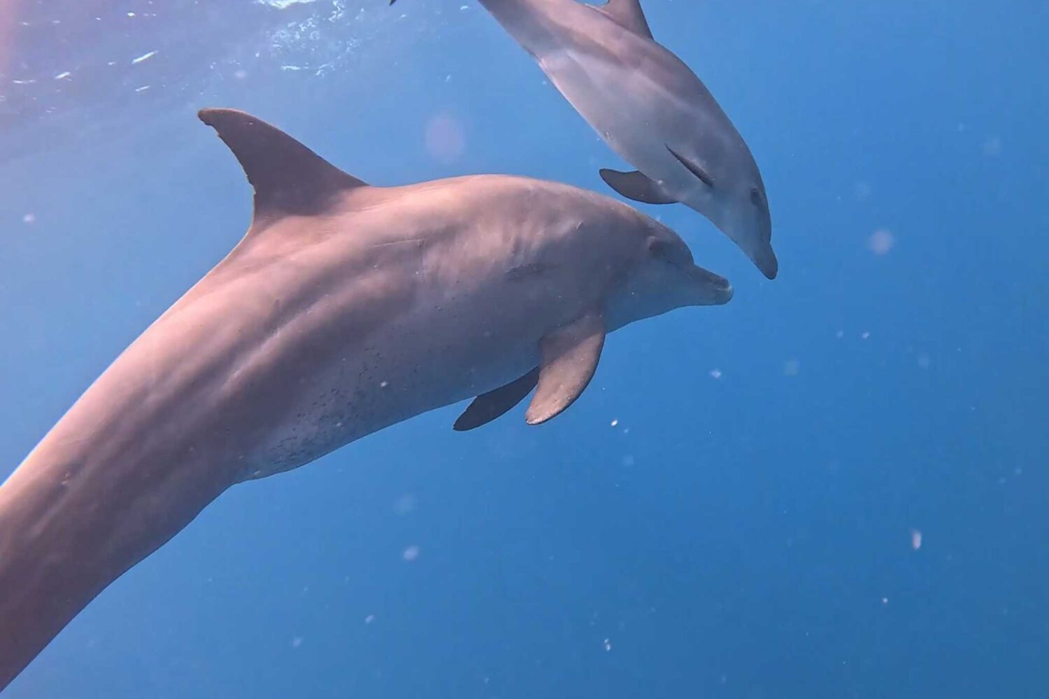 Delfin Tour Norden – Schnorcheln mit Delfinen in kleiner deutscher Gruppe