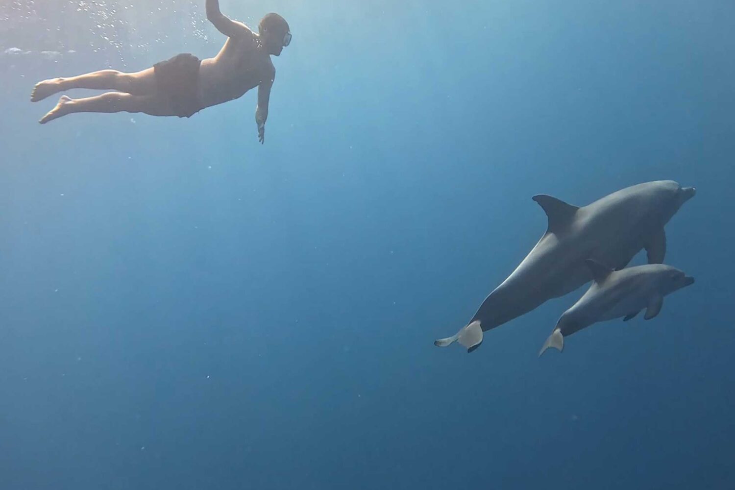 Delfin Tour Norden – Schnorcheln mit Delfinen in kleiner deutscher Gruppe