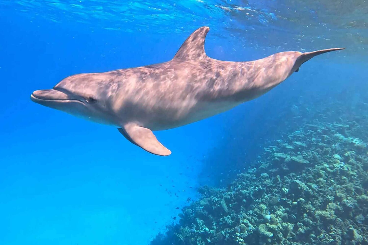Delfin Tour Norden – Schnorcheln mit Delfinen in kleiner deutscher Gruppe