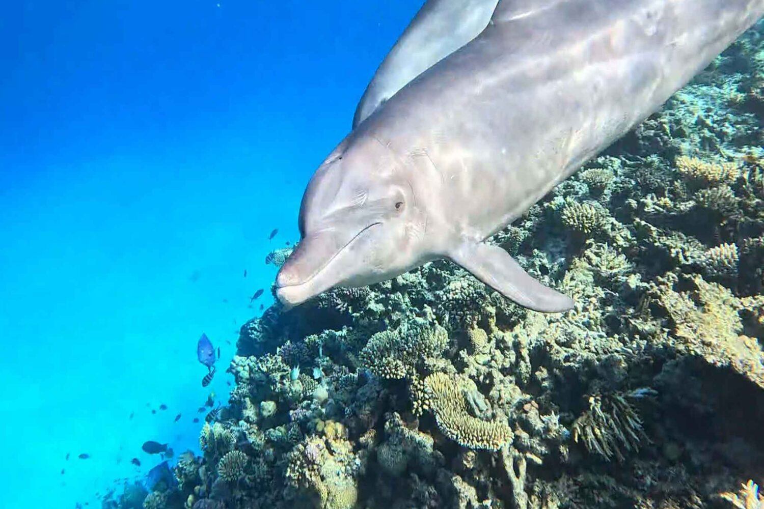 Delfin Tour Norden – Schnorcheln mit Delfinen in kleiner deutscher Gruppe