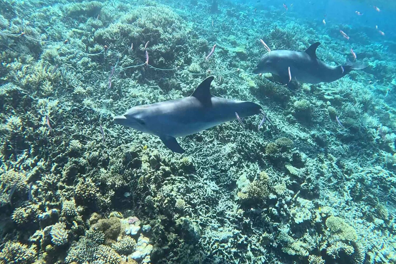 Delfin Tour Norden – Schnorcheln mit Delfinen in kleiner deutscher Gruppe