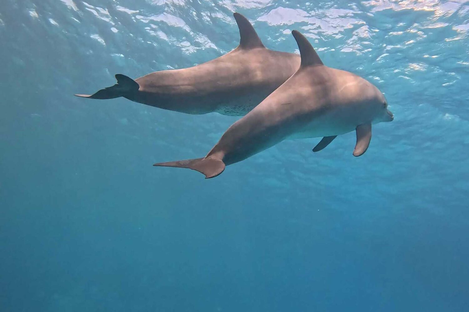 Delfin Tour Norden – Schnorcheln mit Delfinen in kleiner deutscher Gruppe