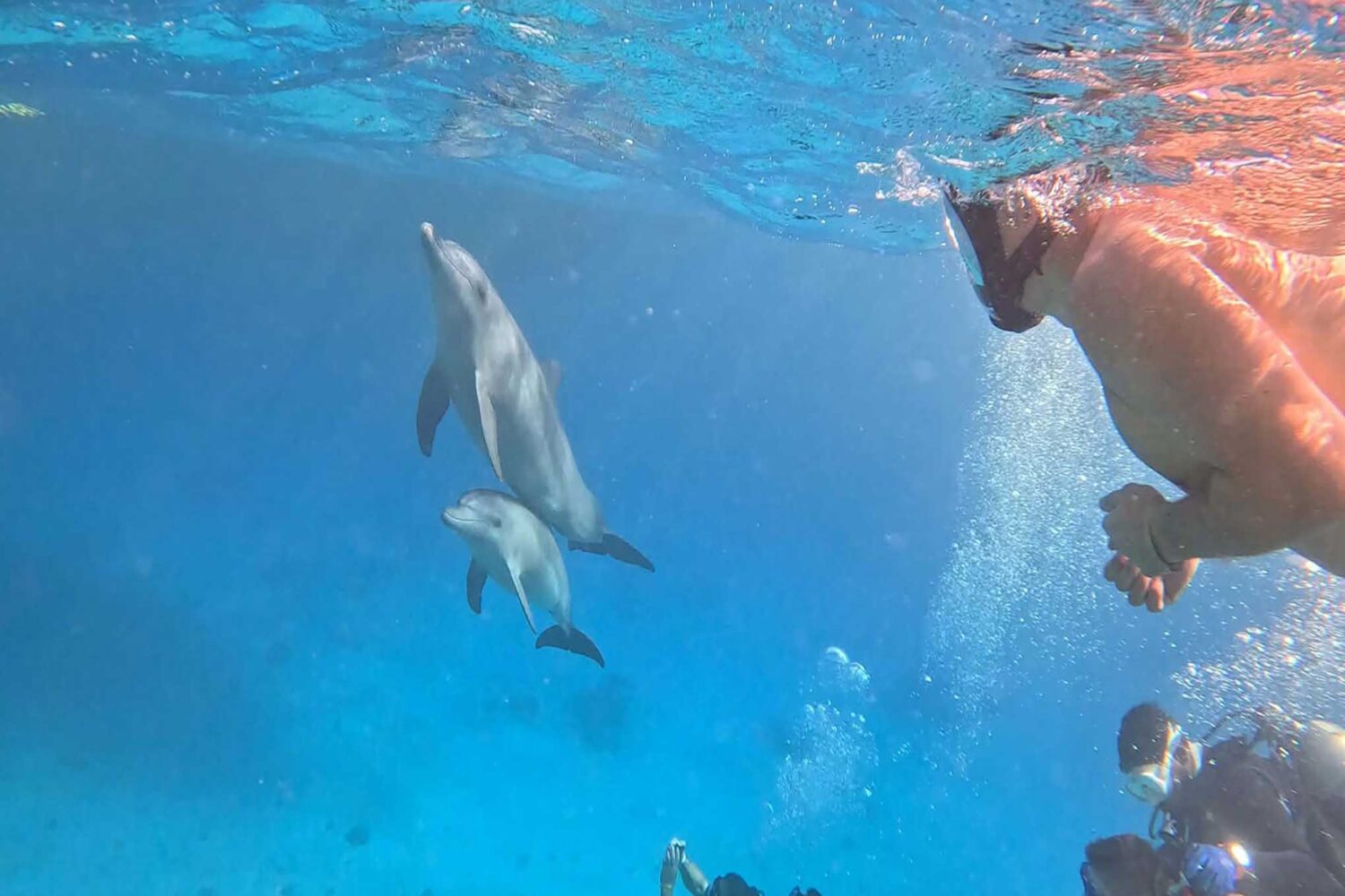 Delfin Tour Norden – Schnorcheln mit Delfinen in kleiner deutscher Gruppe