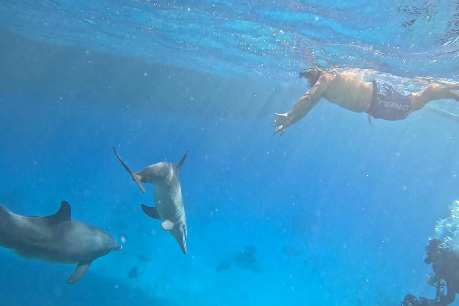 Delfin Tour Norden – Schnorcheln mit Delfinen in kleiner deutscher Gruppe