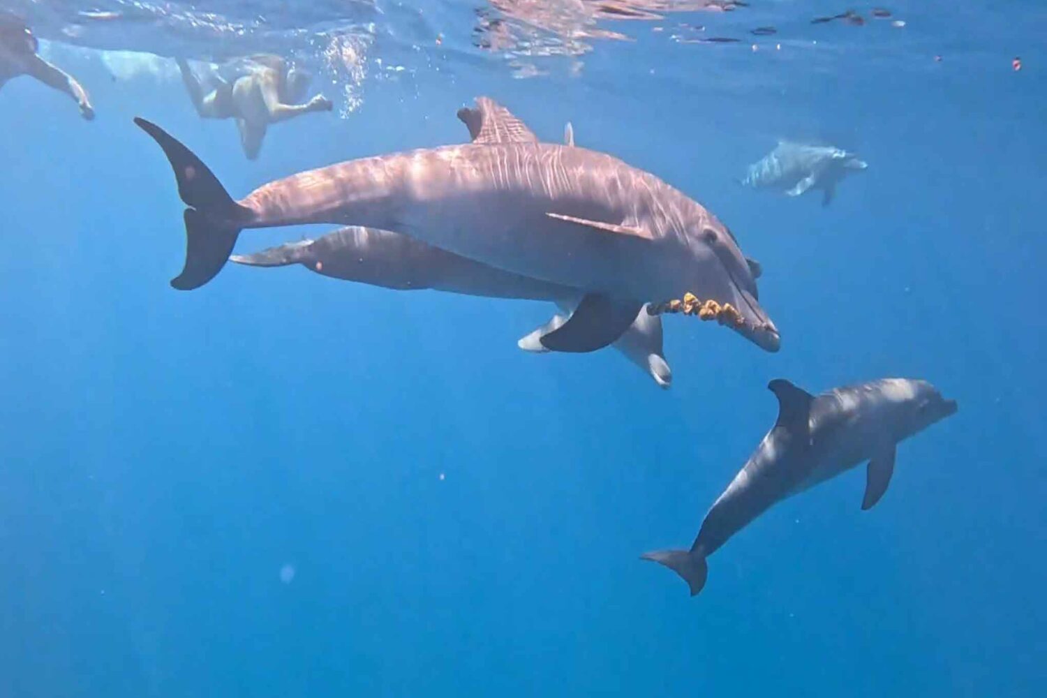 Delfin Tour Norden – Schnorcheln mit Delfinen in kleiner deutscher Gruppe