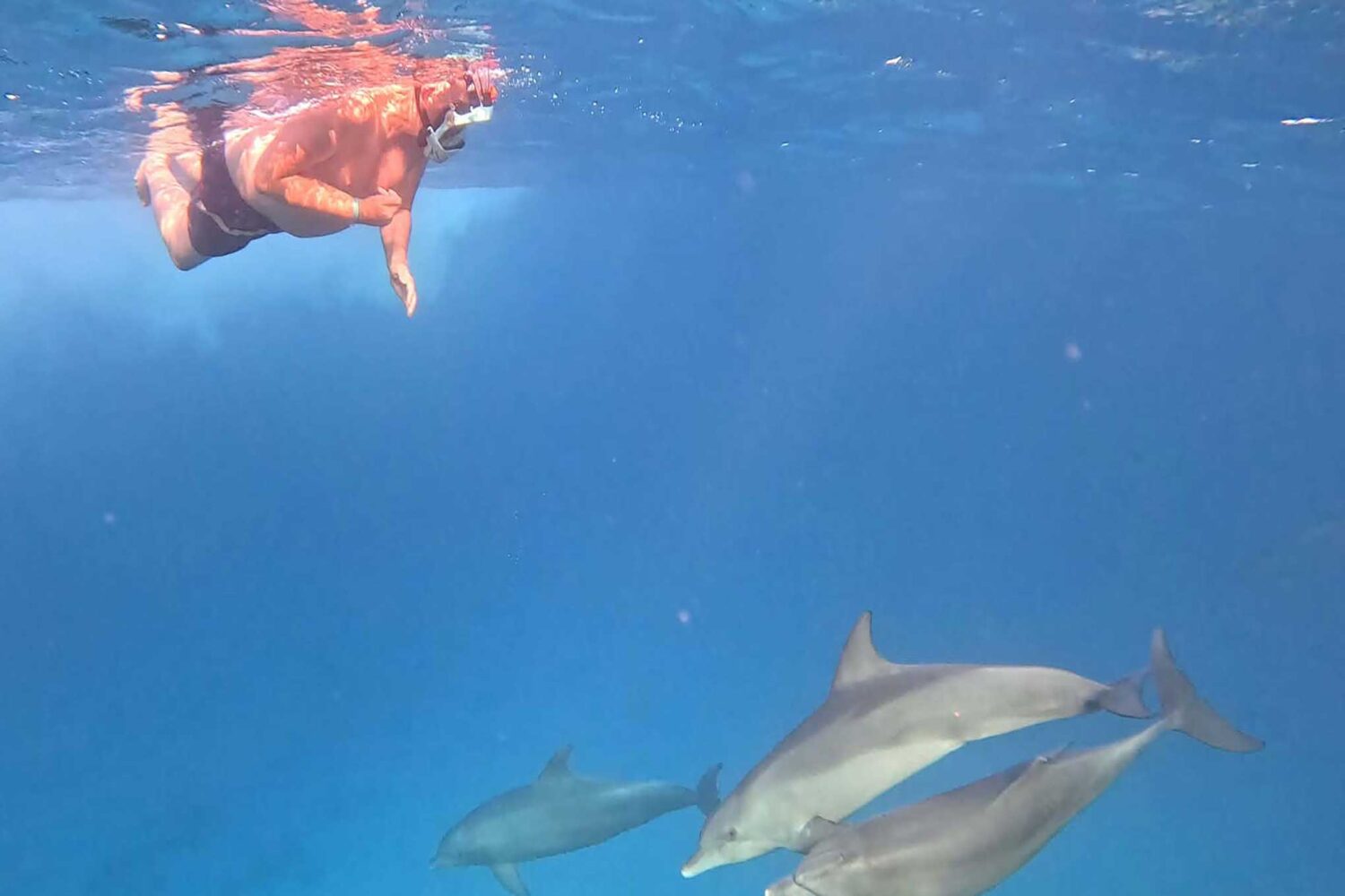 Delfin Tour Norden – Schnorcheln mit Delfinen in kleiner deutscher Gruppe