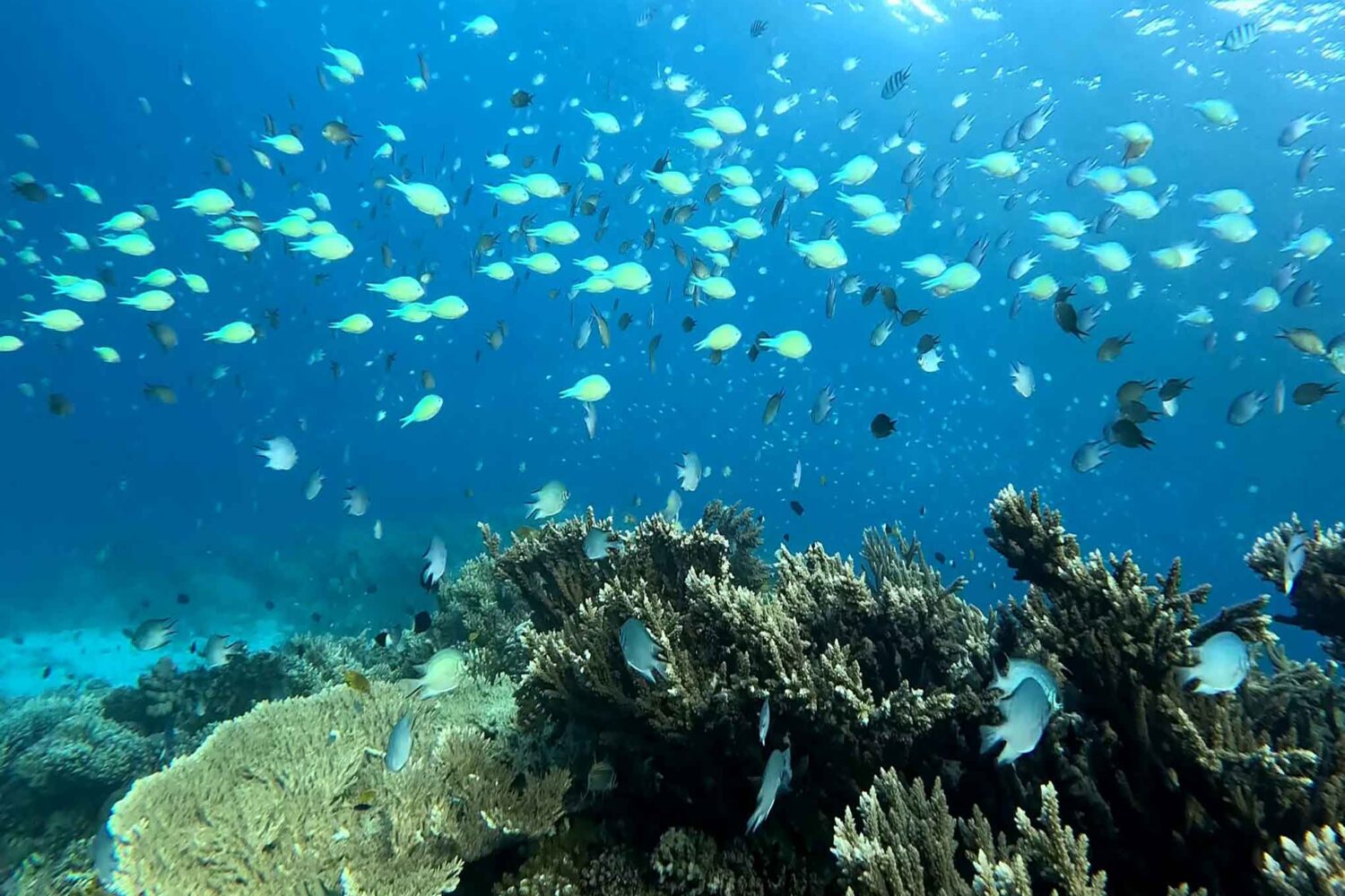 Delfin Tour Norden – Schnorcheln mit Delfinen in kleiner deutscher Gruppe