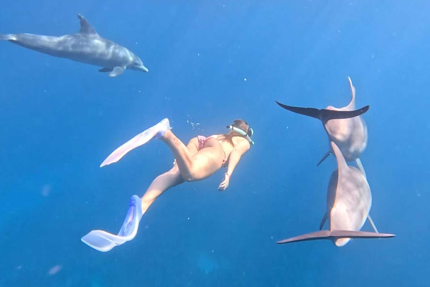 Delfin Tour Norden – Schnorcheln mit Delfinen in kleiner deutscher Gruppe