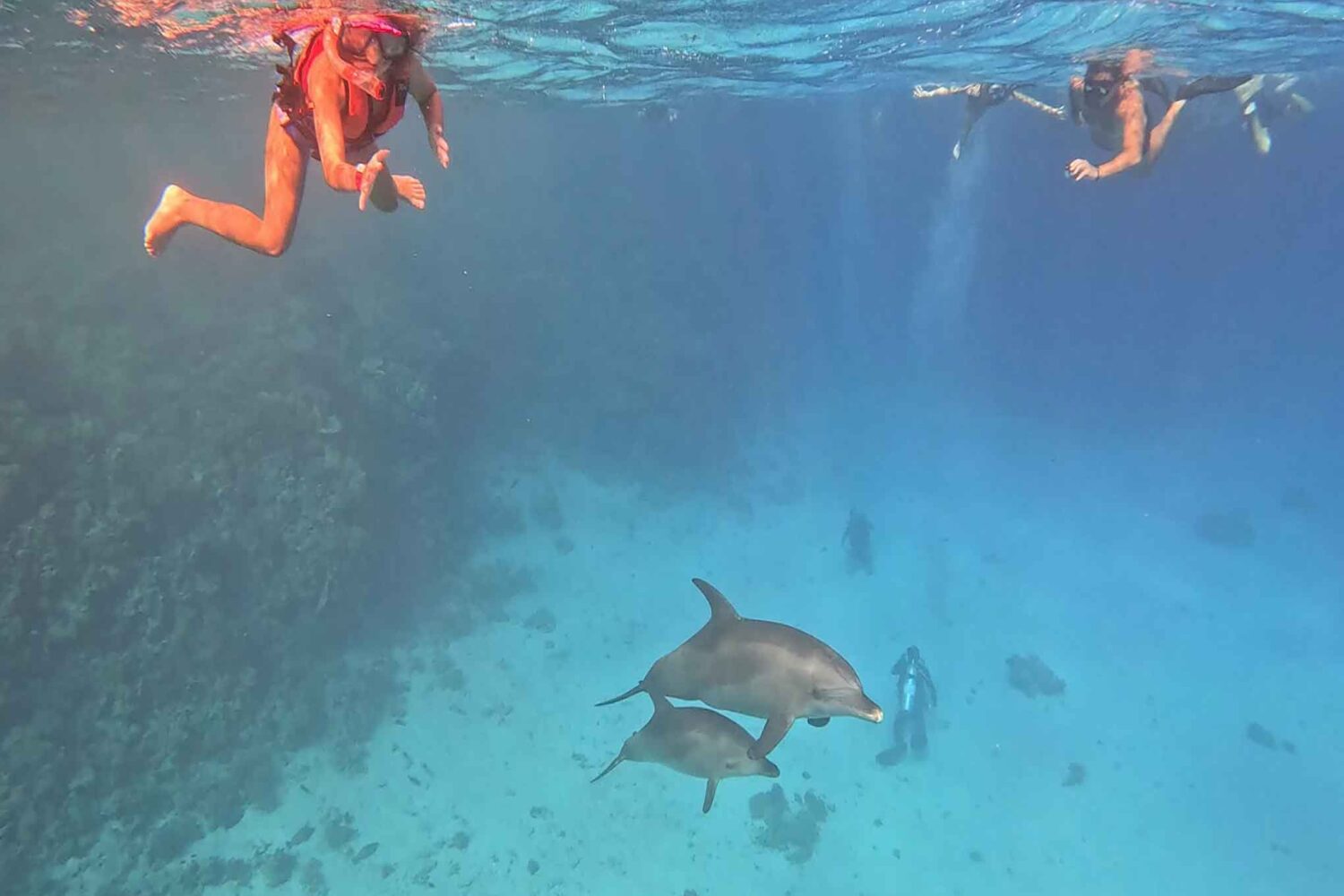 Delfin Tour Norden – Schnorcheln mit Delfinen in kleiner deutscher Gruppe