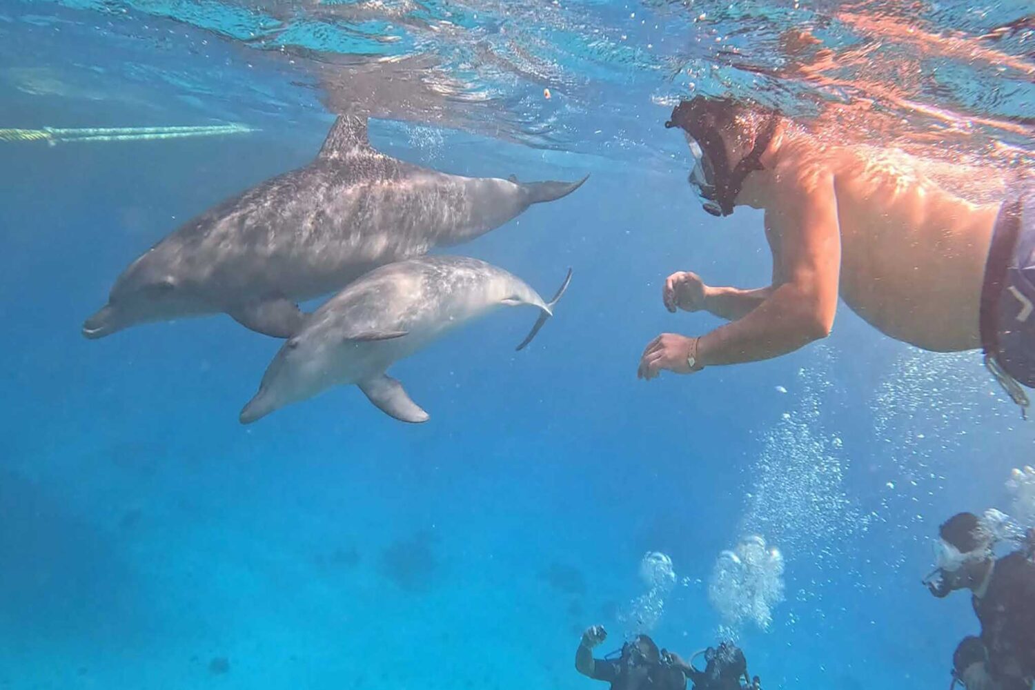 Delfin Tour Norden – Schnorcheln mit Delfinen in kleiner deutscher Gruppe