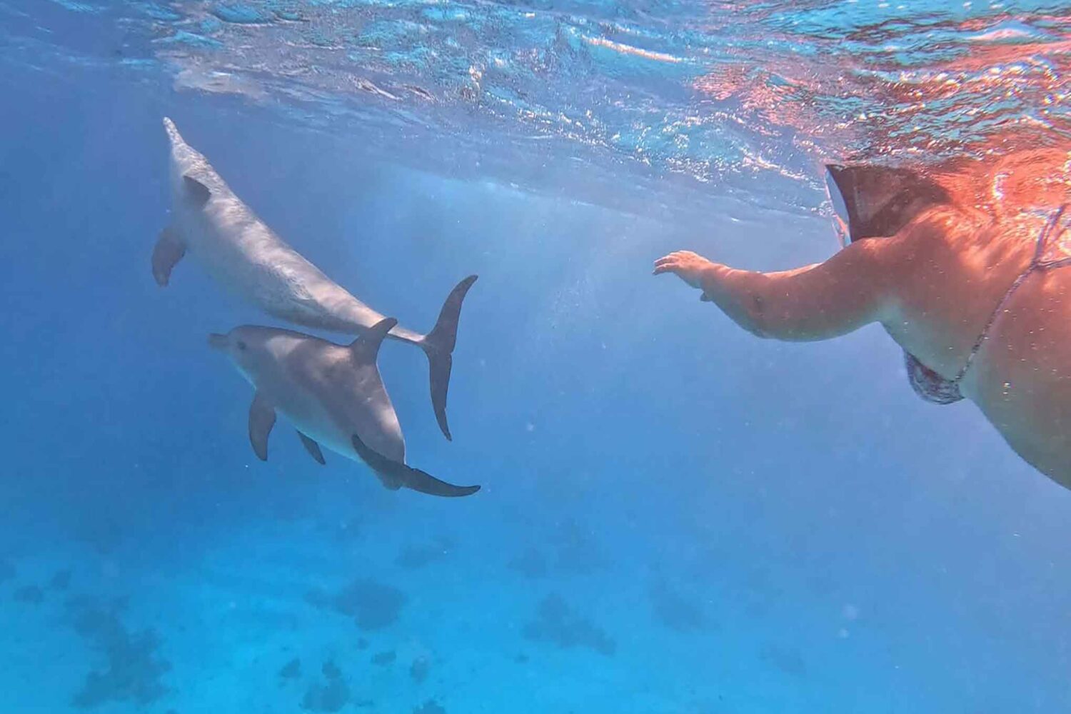 Delfin Tour Norden – Schnorcheln mit Delfinen in kleiner deutscher Gruppe