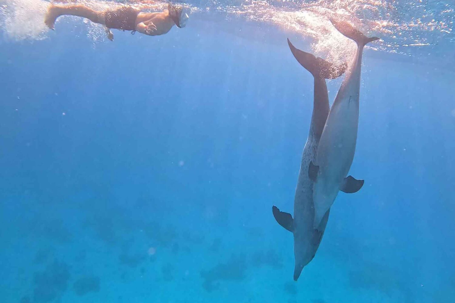 Delfin Tour Norden – Schnorcheln mit Delfinen in kleiner deutscher Gruppe