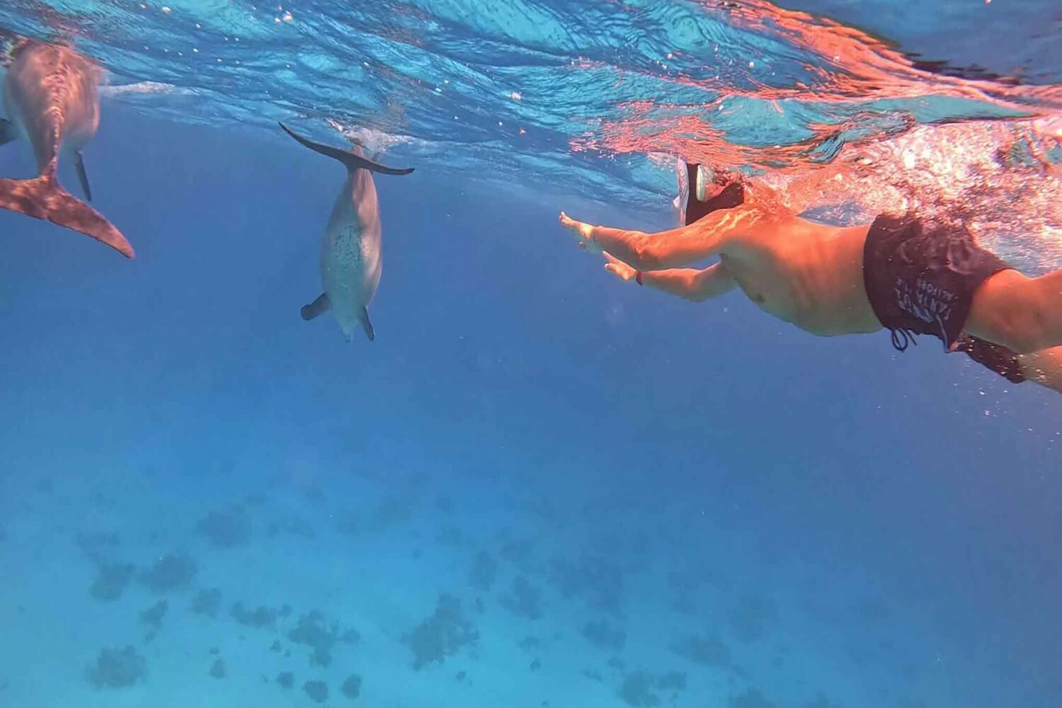 Delfin Tour Norden – Schnorcheln mit Delfinen in kleiner deutscher Gruppe