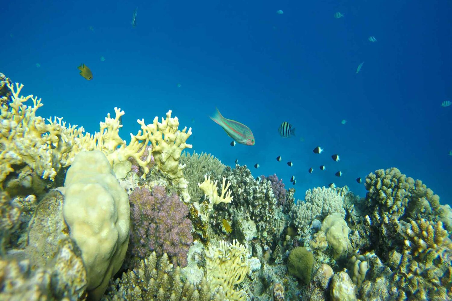 Schnorcheln in Hurghada