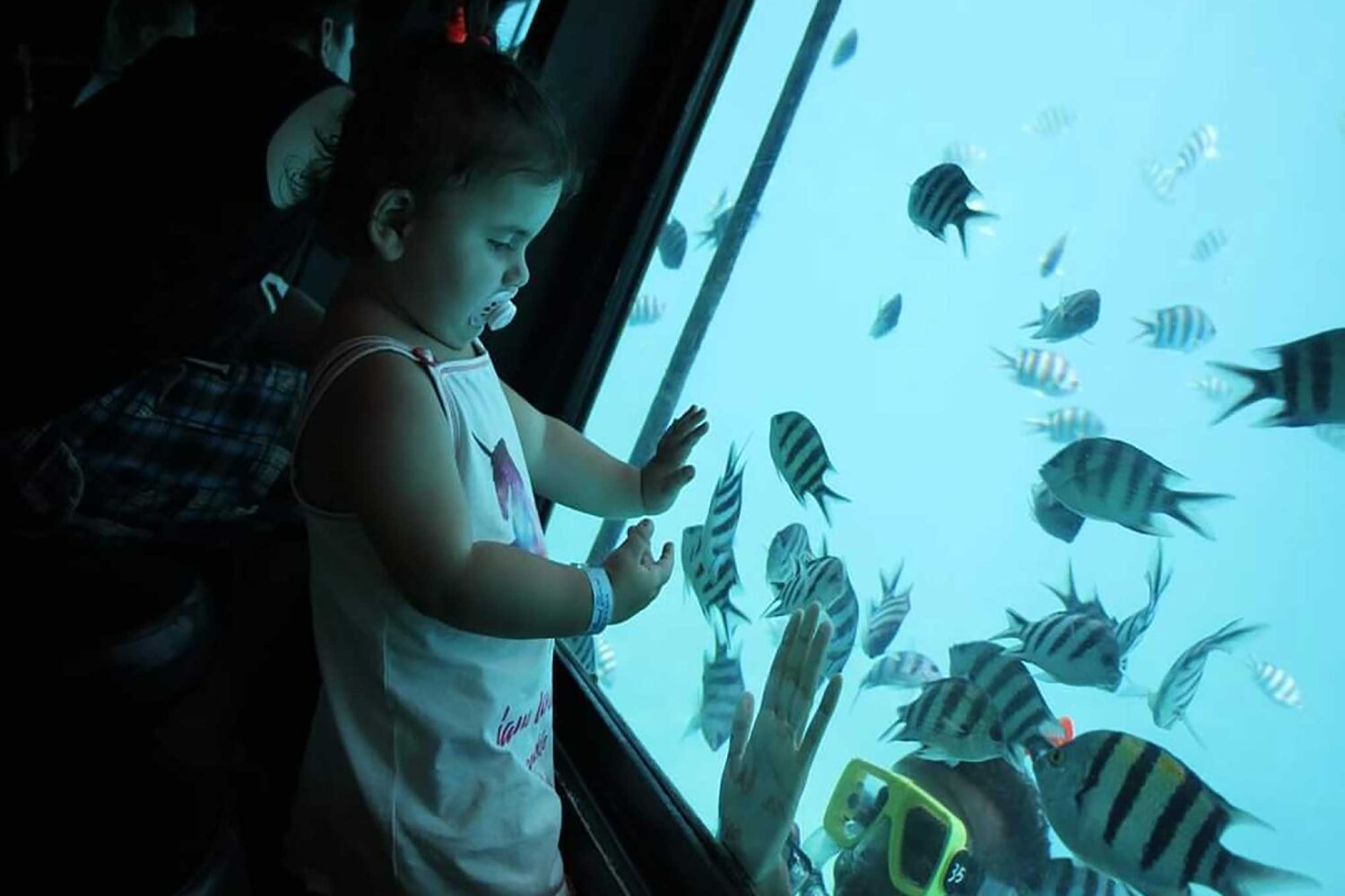 SEASCOOP Glasboot & Halb-U-Boot Tour Korallenwelt ohne Nasswerden