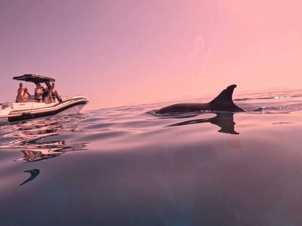 Private Schnellboot Tour: Schnorcheln mit Delfinen im Norden von Hurghada