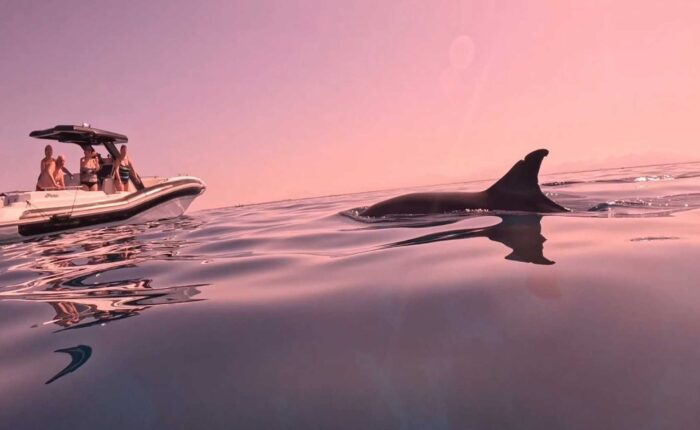 Private Schnellboot Tour: Schnorcheln mit Delfinen im Norden von Hurghada