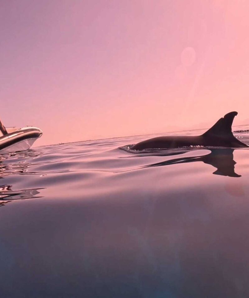 Private Schnellboot Tour: Schnorcheln mit Delfinen im Norden von Hurghada